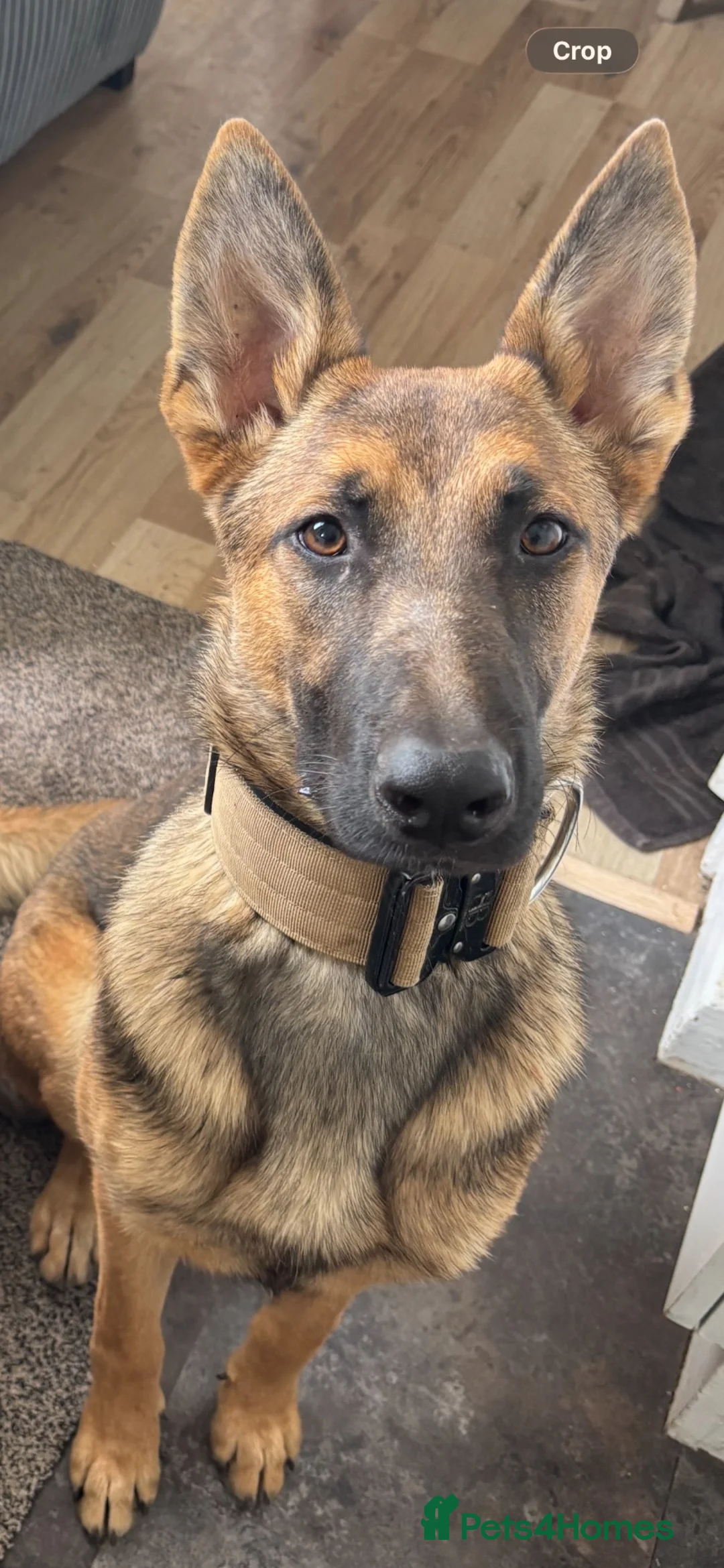Belgian Shepherd Dog dogs for sale: Male Belgian Malinous  in Norwich - Advert 1