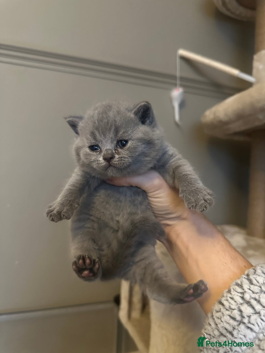 British Shorthair cats for sale: BEAUTIFUL BRITISH SHORTHAIR KITTENS - Image 8