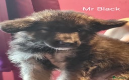 German Shepherd dogs for sale: German shepherd puppies  - Image 4