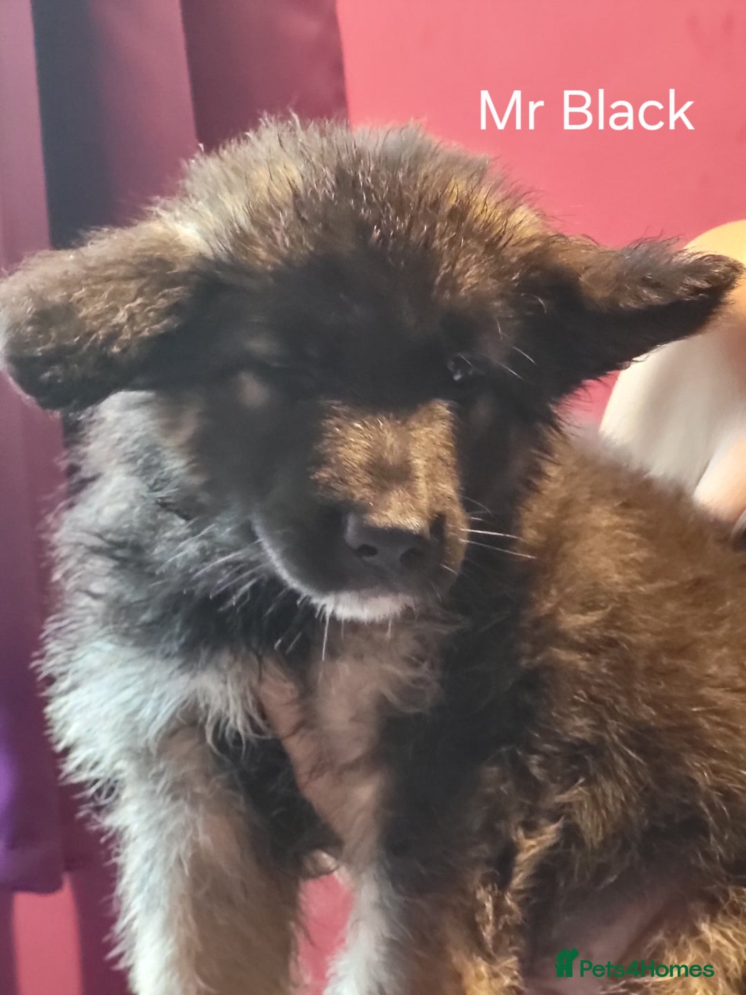 German Shepherd dogs for sale: German shepherd puppies  - Image 4