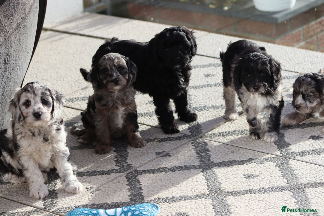 Cavapoo dogs for sale: F1 Cavapoo puppies for sale - Image 23