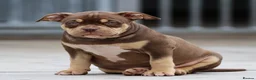 American Bully dogs for sale: READY NOW American Bullys  - Advert 5