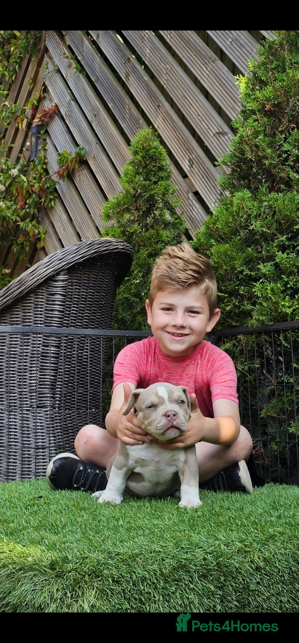 American Bully dogs Cowboyline pocket bullies (11 weeks old) - Advert 2