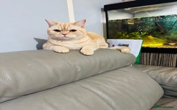 British Shorthair cats for sale: Golden British short hair - Image 2