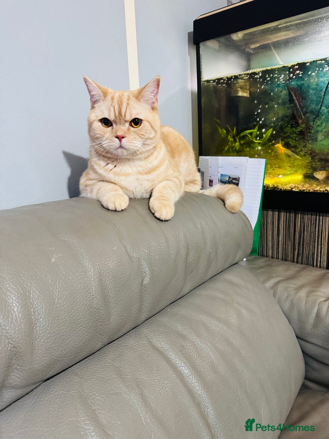 British Shorthair cats for sale: Golden British short hair - Image 2