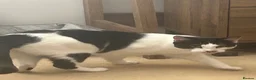 Mixed Breed cats for sale: White and black cat *** ** *** in Ellesmere Port - Advert 2