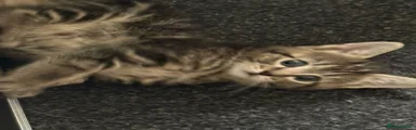 Mixed Breed Kitten 4