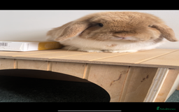 Mini Lop rabbits for sale: bonded mini lop pair, neutered, house rabbits  - Advert 3