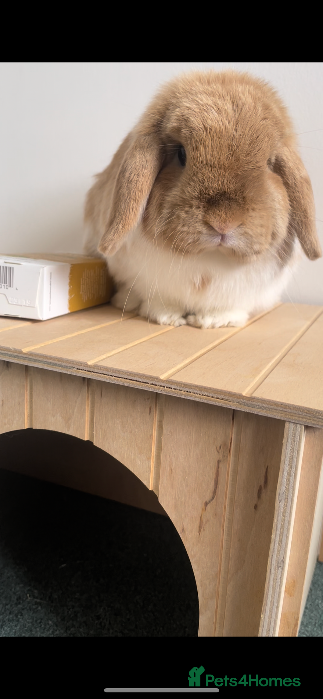 Mini Lop rabbits for sale: bonded mini lop pair, neutered, house rabbits  - Advert 3