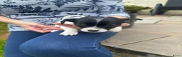 Jack Russell dogs for sale: Adorable Miniature Jack Russell puppies for sale - Advert 20