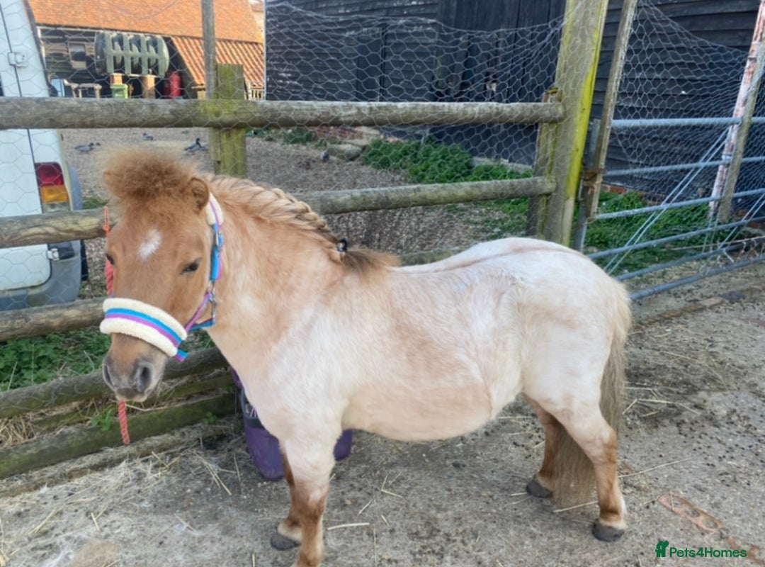 Shetland pony horses for sale: Dun Shetland gelding  - Advert 2