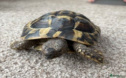 Tortoise reptiles for sale: Herman tortoise  - Advert 6