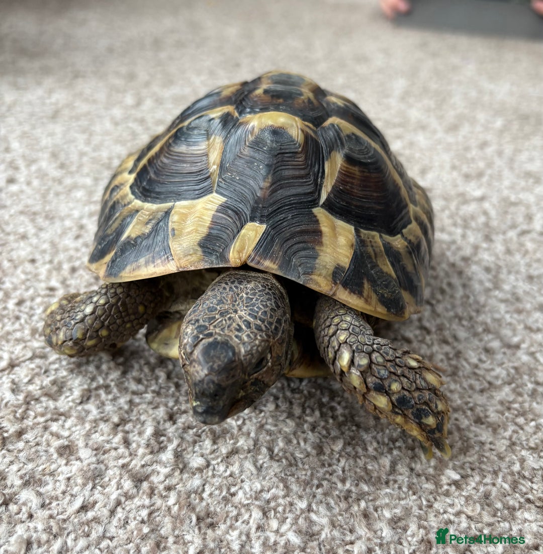 Tortoise reptiles for sale: Herman tortoise  - Advert 6