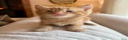 Mixed Breed cats for sale: Beautiful Ginger Kittens  - Advert 14