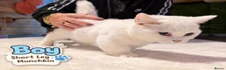Scottish Fold cats for sale: Beautiful Scottish Fold,British & Munchkin Kittens - Advert 9