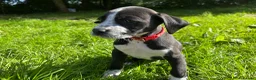Mixed Breed dogs for sale: 🐾 Stunning Dalmatian × Boxer Puppies 🐾 in Leek - Advert 13