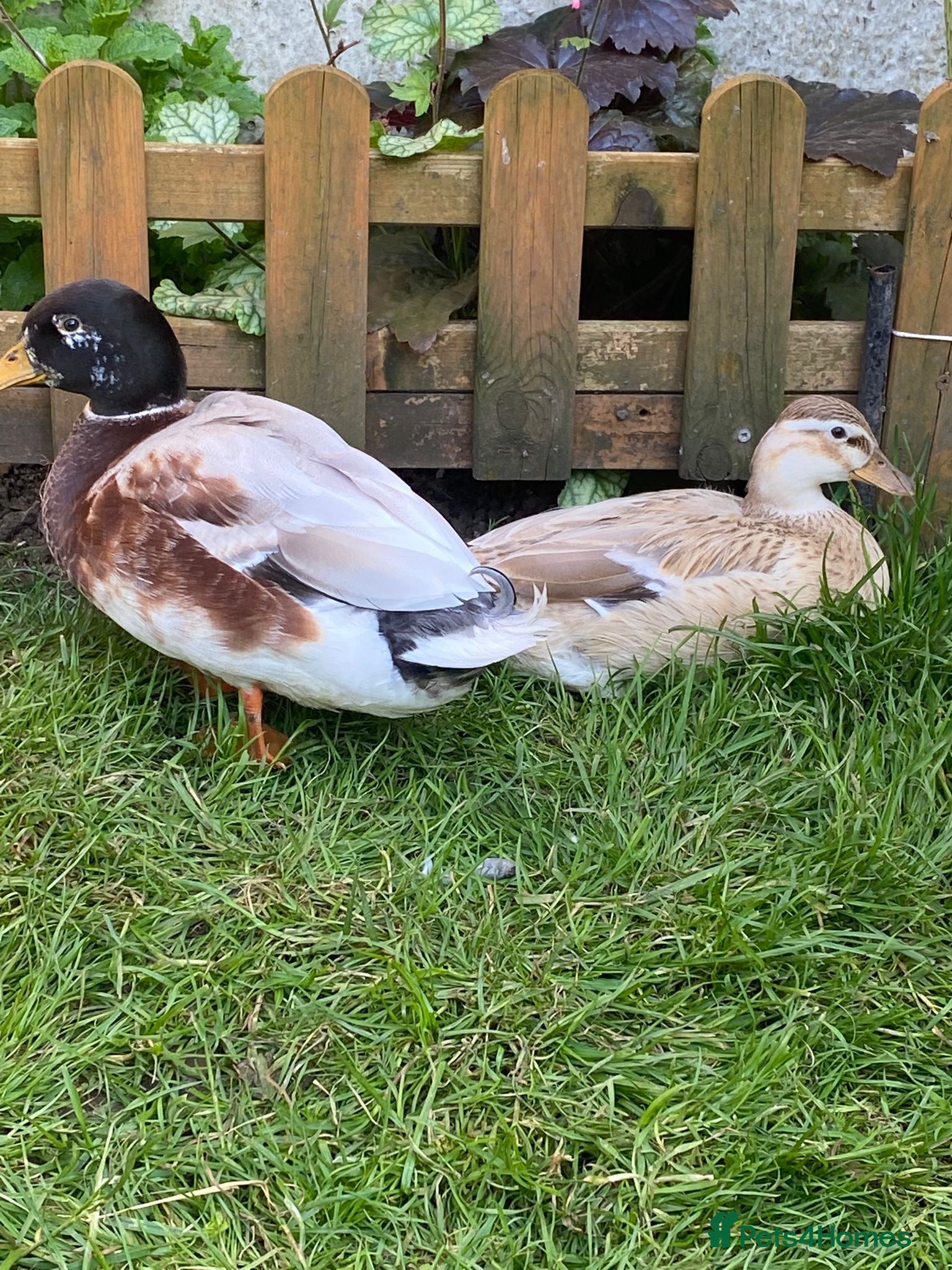 Ducks poultry 6 Miniature Apple yard hatching eggs - Advert 1