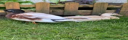 Ducks poultry for sale: 6 Miniature Apple yard hatching eggs - Advert 1
