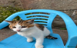 Mixed Breed cats for sale: Beautiful kittens for sale - Image 15