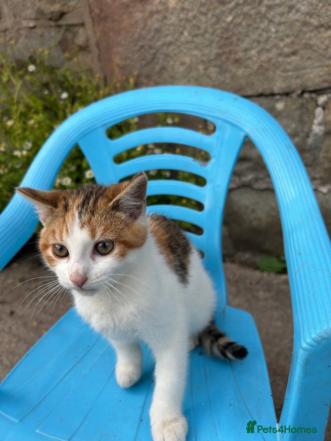 Mixed Breed cats for sale: Beautiful kittens for sale - Image 15