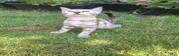 Bengal cats for sale: **Last Snow Lynx Bengal Kitten** TICA - Advert 23