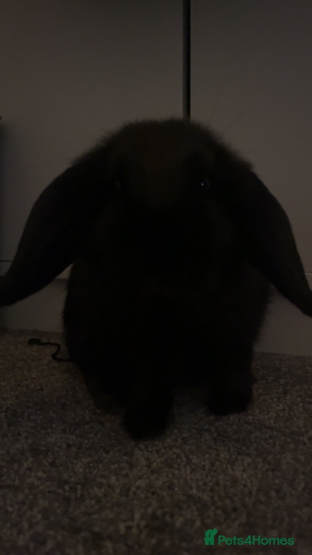 Mini Lop rabbits for sale: 2 female mini lops (need gone ASAP) - Advert 3