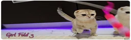 Scottish Fold cats for sale: Scottish Fold Kittens - Advert 7