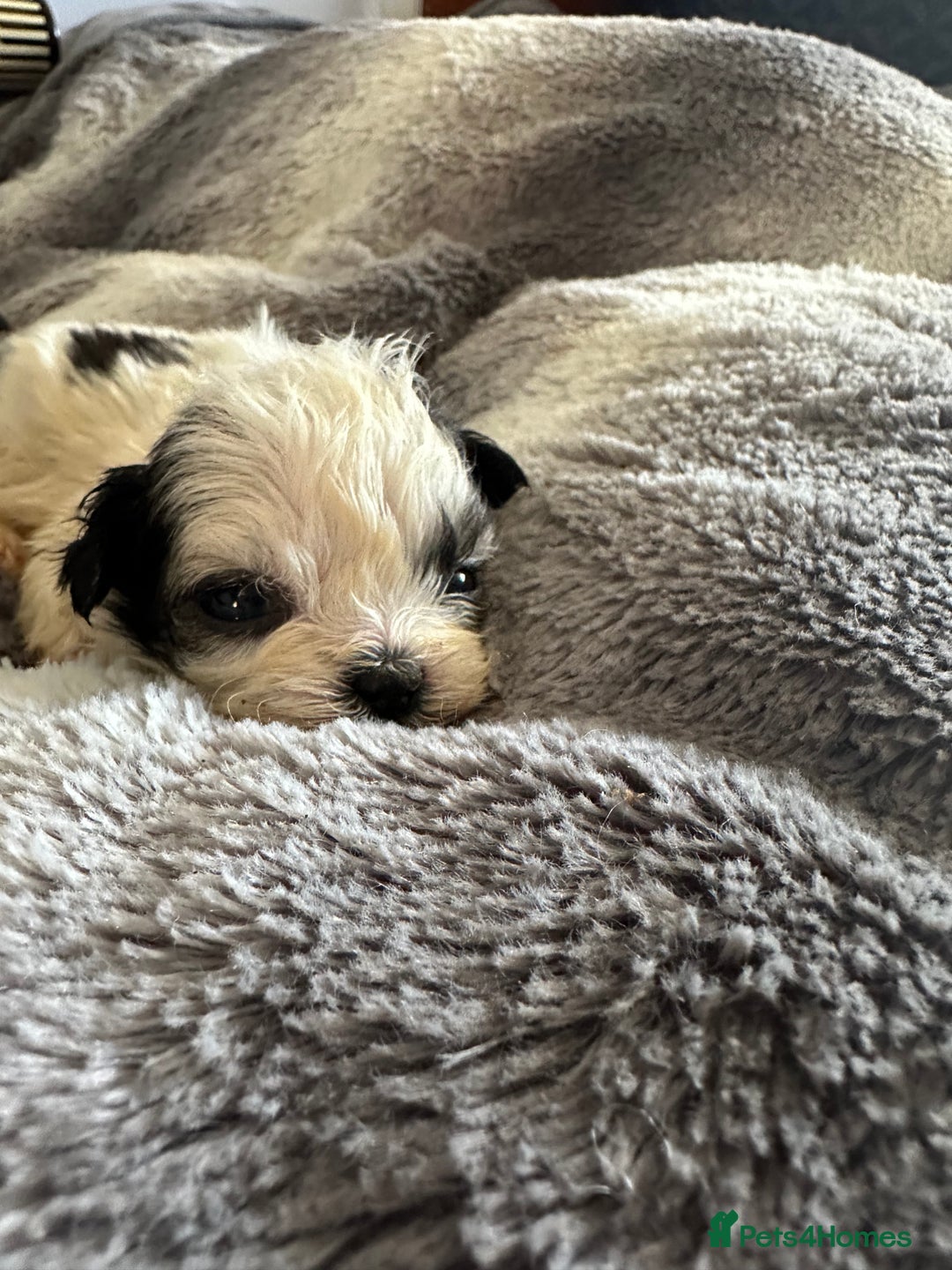 Shihpoo dogs for sale: Beautiful shihpoo puppies for sale - Advert 15