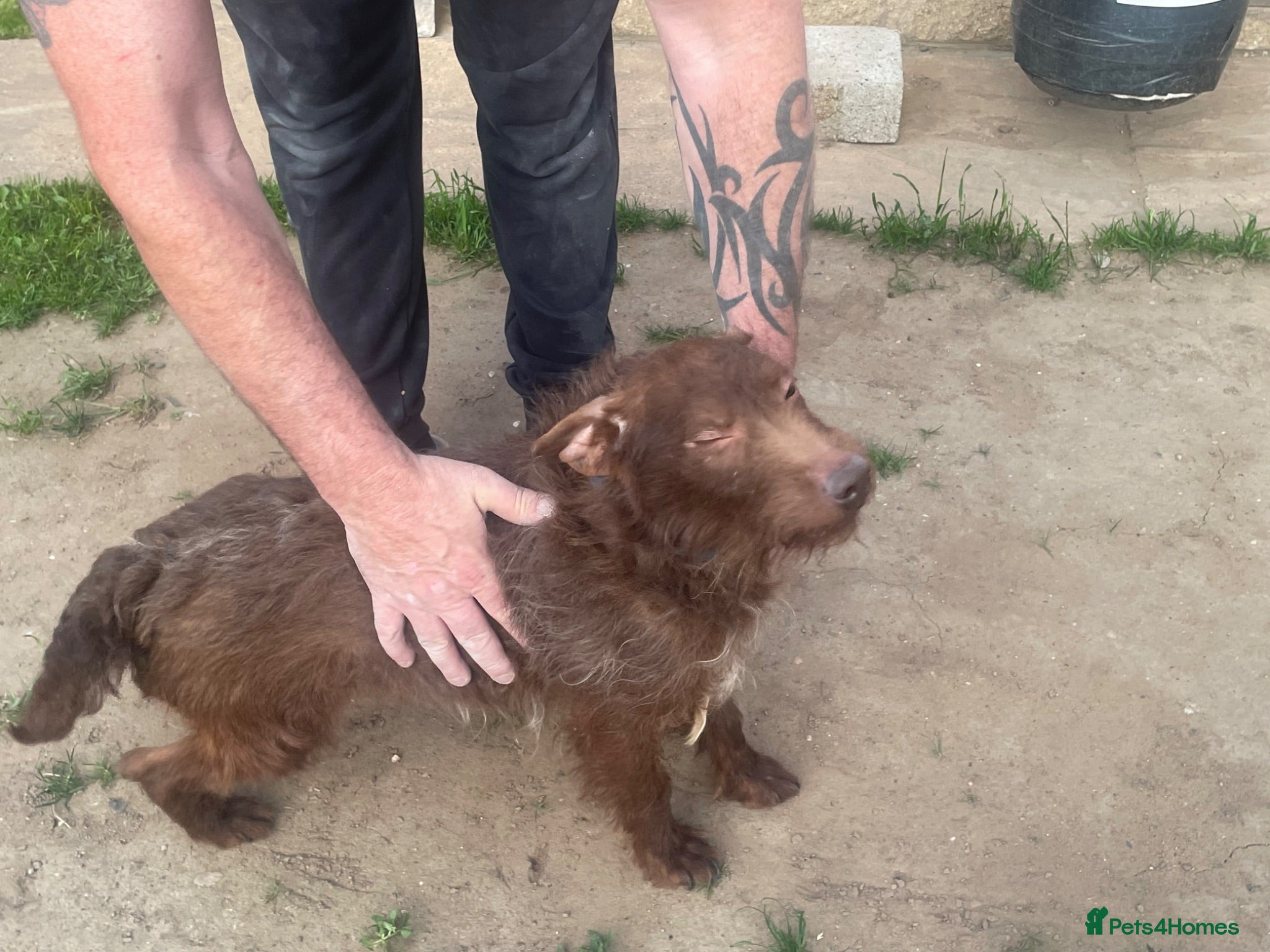 Patterdale Terrier dogs Beautiful patterdale puppies  - Advert 2