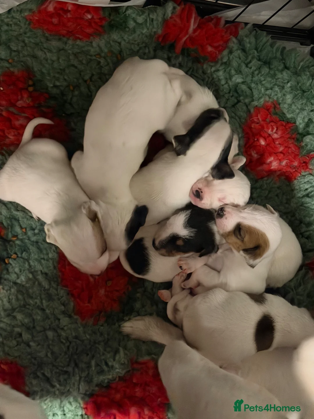 Jack Russell dogs for sale: Jack Russell puppies  in Southminster - Advert 2