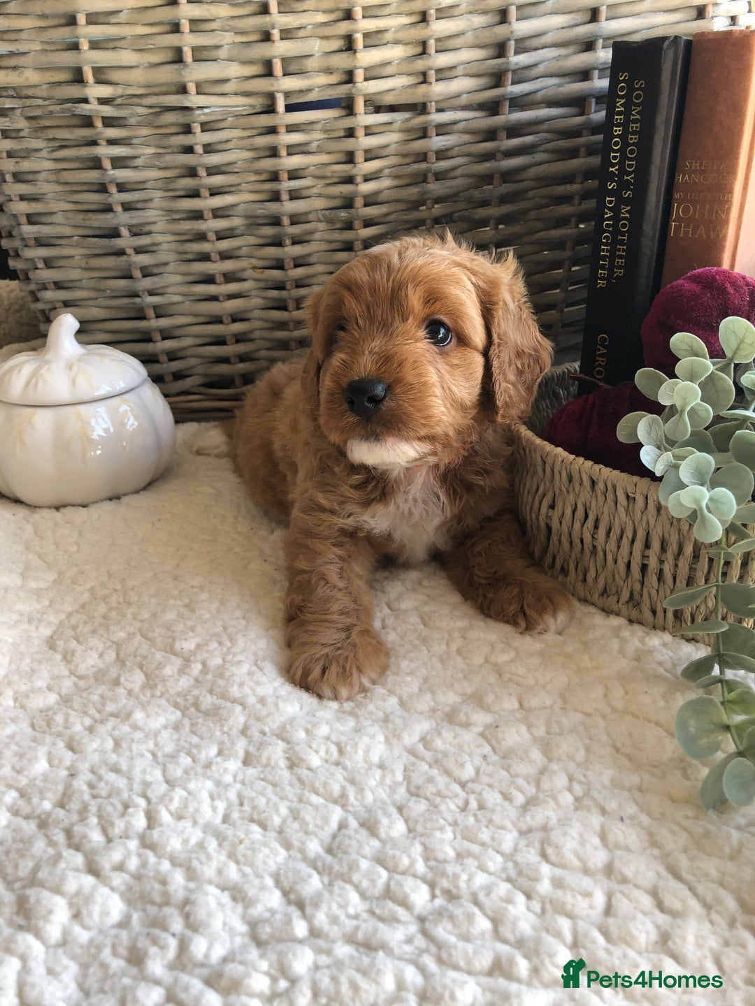 Cavapoochon dogs for sale: Cavapoochon puppies *1 boy remaining* - Image 17