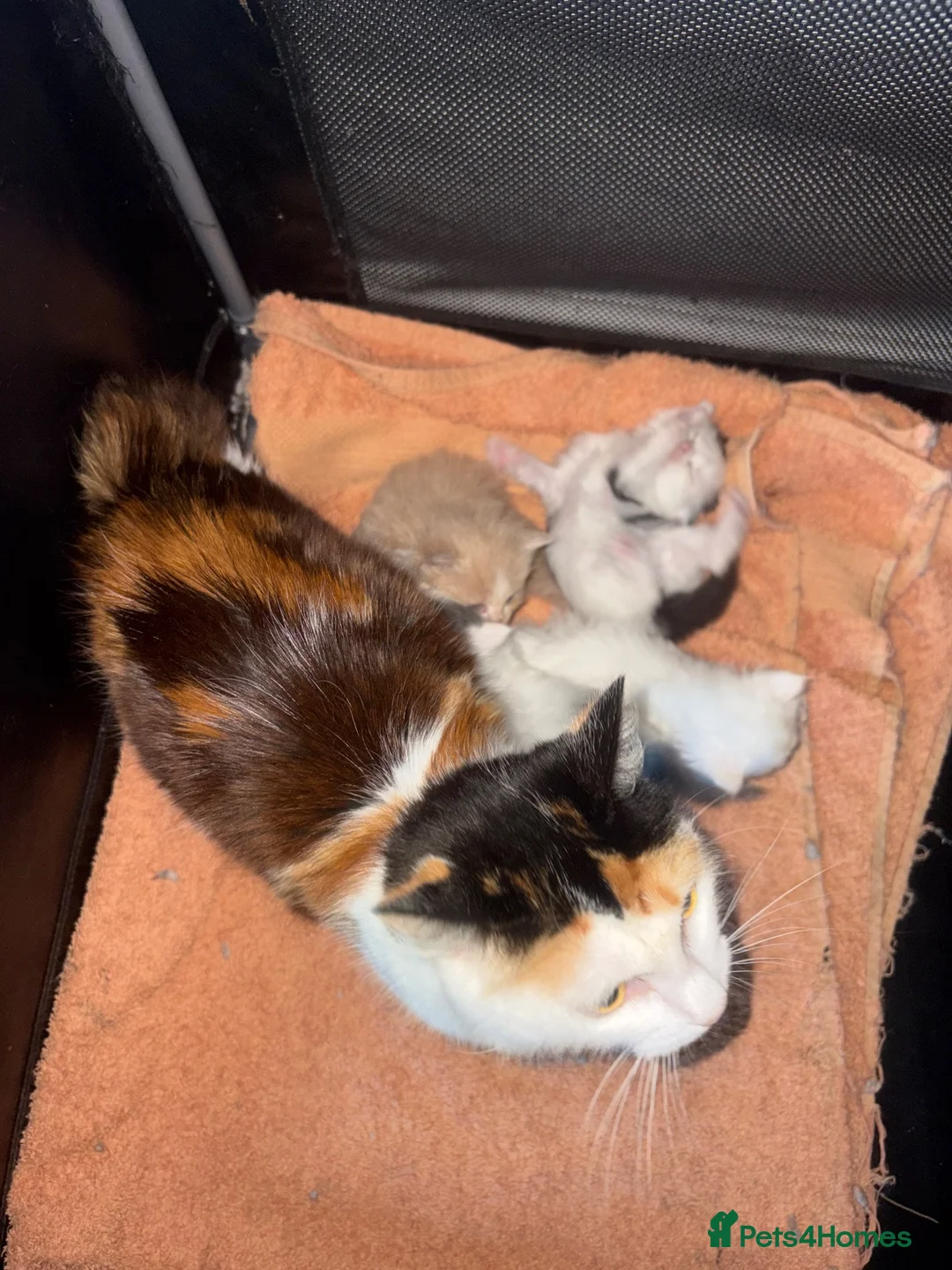 Mixed Breed cats for sale: 4 Beautiful long haired boys - Advert 8