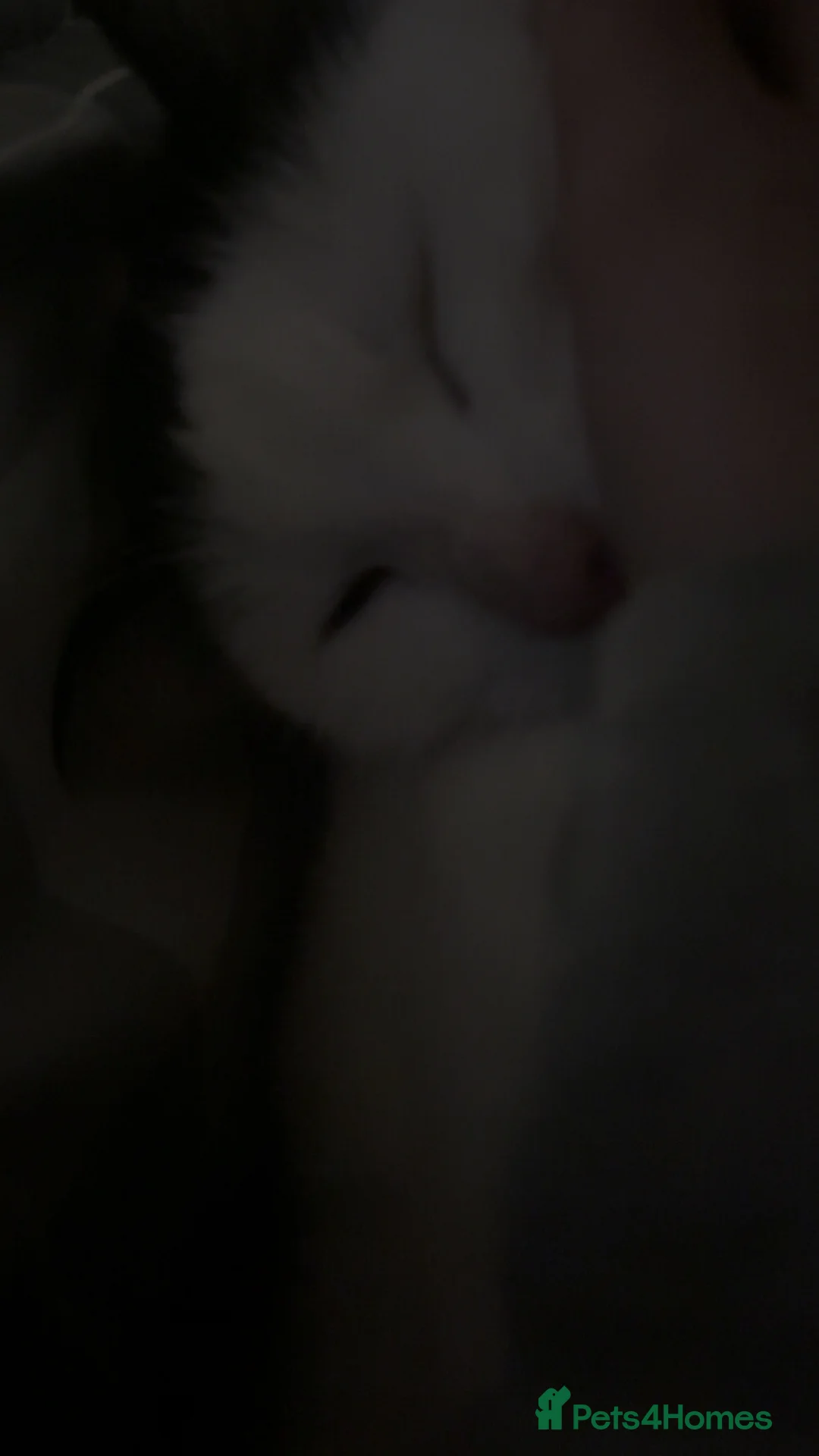 Mixed Breed cats for sale: White and grey Tabby 1M/1F ready 19 Feb - Advert 2