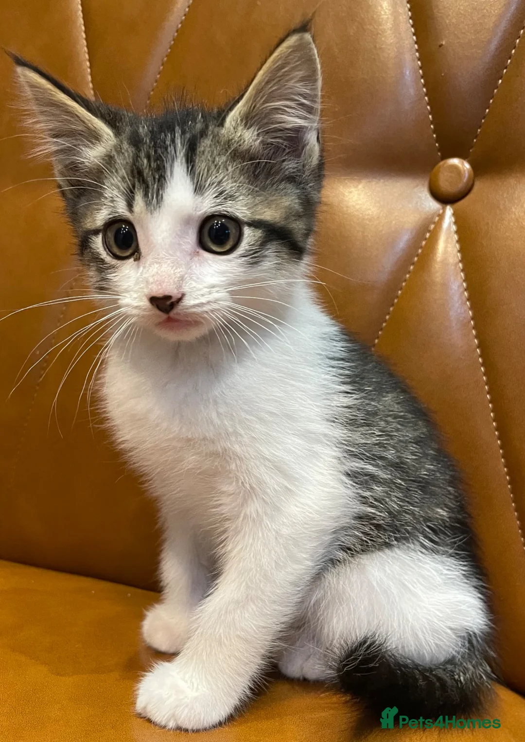 Mixed Breed cats for sale: Beautiful kittens looking for a new home - Advert 2