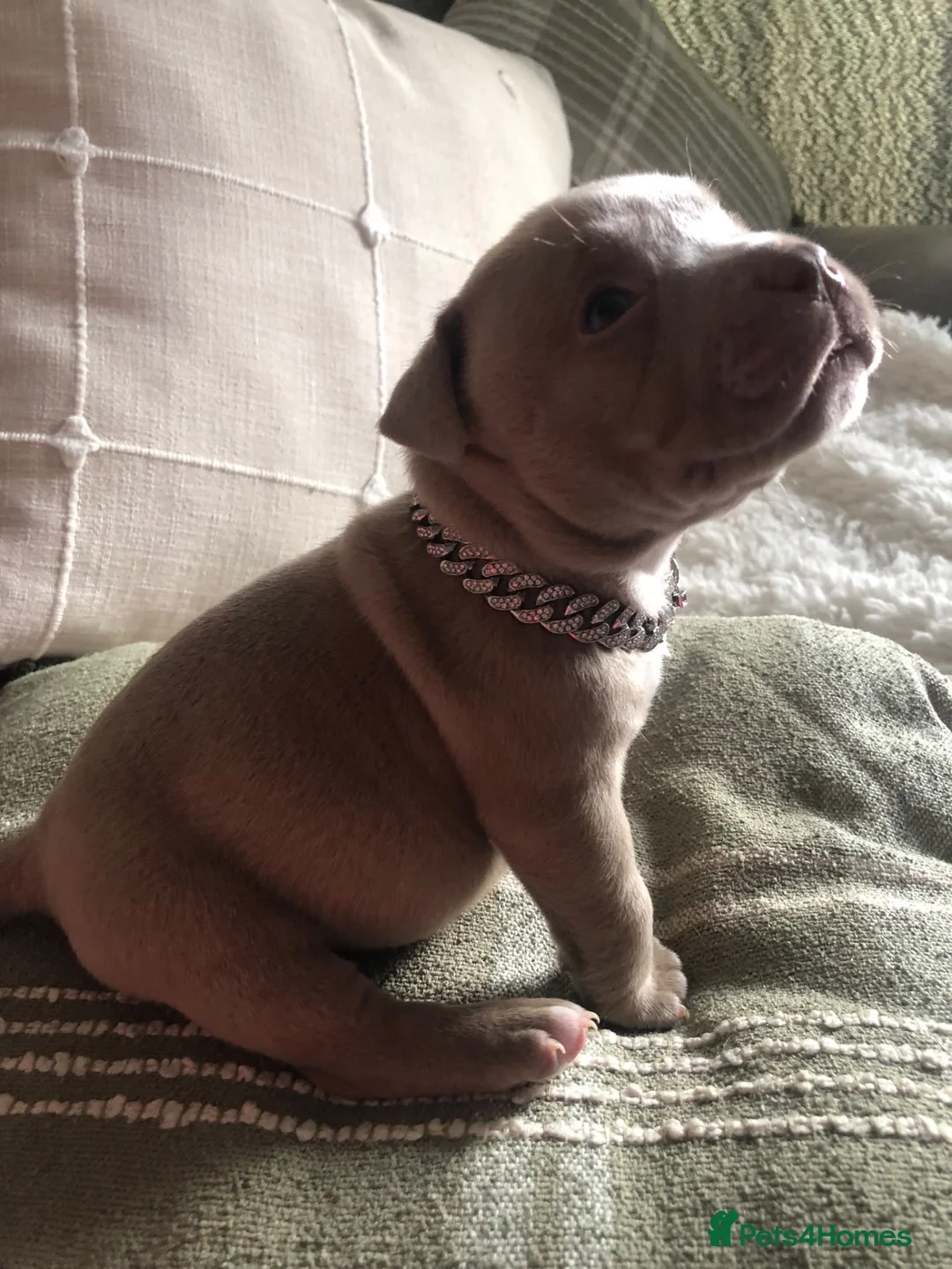 American Bully dogs for sale: Pocket Bully Puppies  - Advert 15
