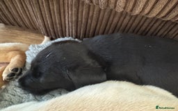 Labrador Retriever dogs for sale: Well bred Labrador puppies - Image 9