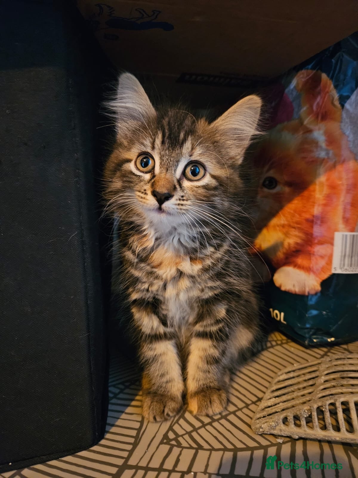 Mixed Breed cats Maine Coon Cross Kittens available  - Advert 1