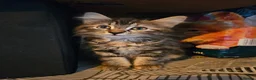 Mixed Breed cats for sale: Maine Coon Cross Kittens available  - Advert 1