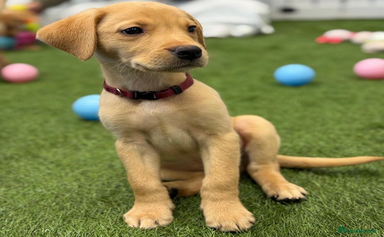 Labrador Retriever dogs - Advert 7