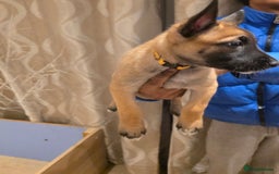 Belgian Shepherd Dog dogs for sale: Belgian malinois  - Image 3