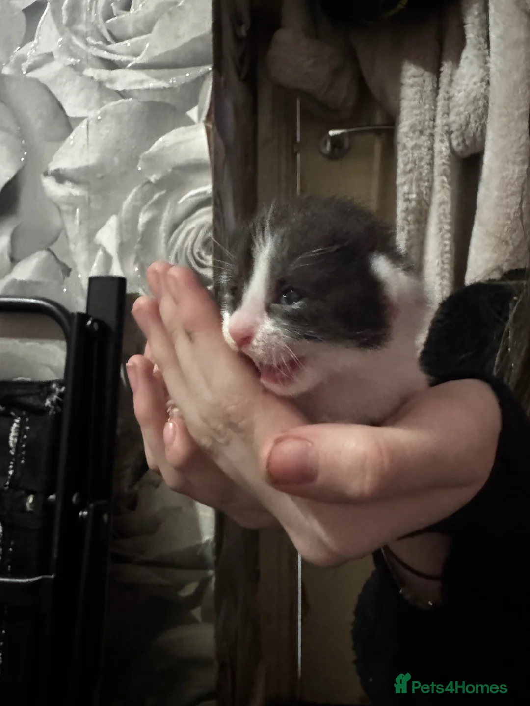 Mixed Breed cats for sale: 3 little beautiful kittens for sale  in Wigan - Advert 10