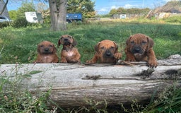 Rhodesian Ridgeback dogs for sale: Exquisite litter Rhodesian Ridgebacks - Image 17