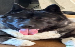 Akita dogs for sale: American bear faced akitas - Image 5