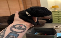 Cane Corso dogs for sale: Large Cane Corso pups - Advert 13