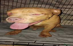 Mixed Breed dogs for sale: Bulldog mix pups - Image 3