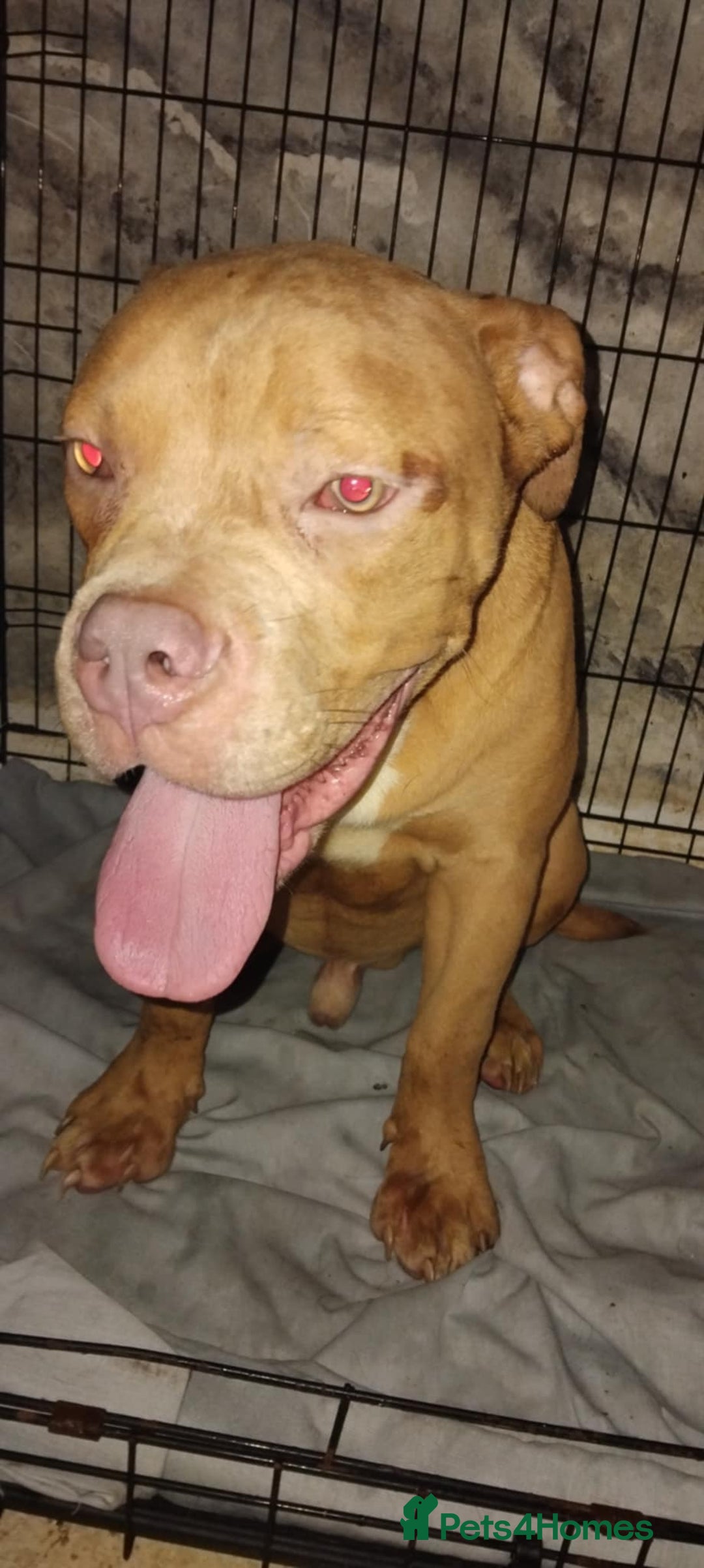 Mixed Breed dogs for sale: Bulldog mix pups - Image 3