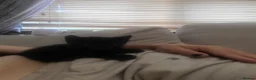 Mixed Breed cats for sale: Gorgeous litter of 6 kittens - Advert 11