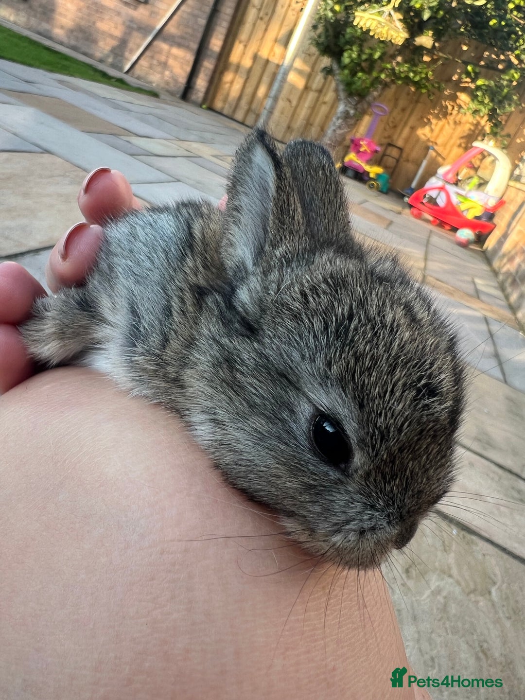 Mixed Breed rabbits for sale: Mini lop X bunnies - Image 5