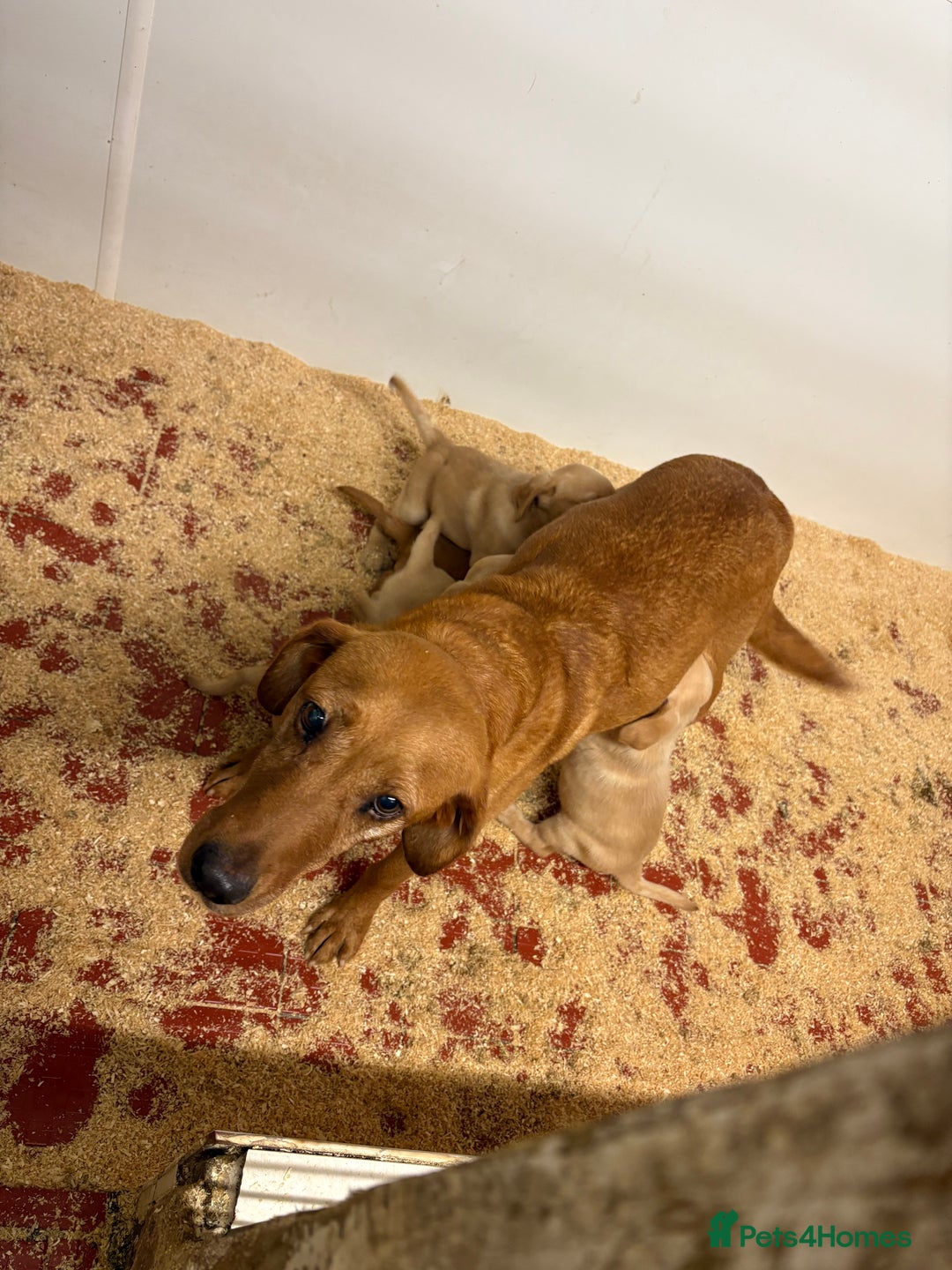 Labrador Retriever dogs for sale: Labrador pup’s for sale  - Image 4