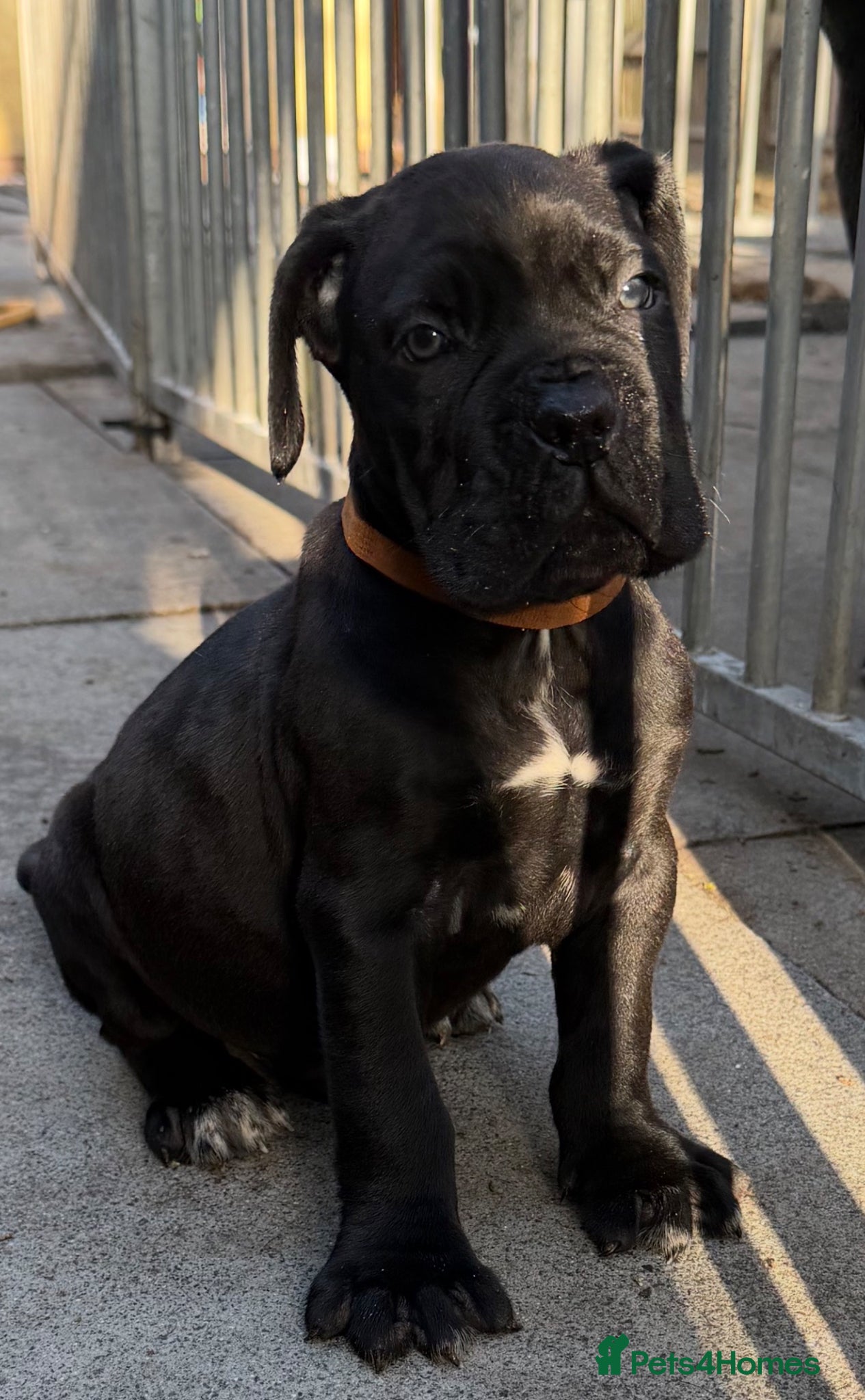 Cane Corso dogs PURE CANE CORSO PUPPIES FOR SALE !!!! - Advert 13